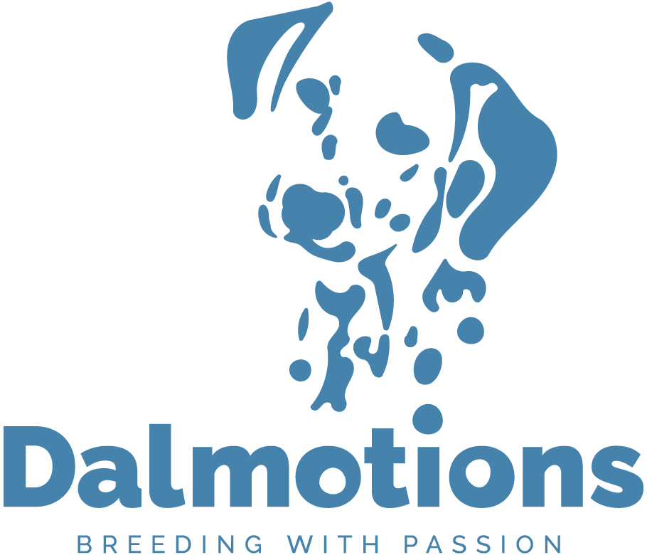 Dalmotions_Logo1